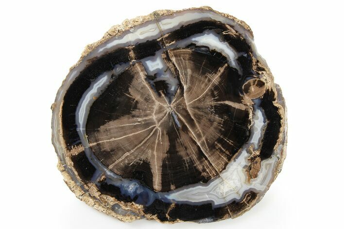 Petrified Wood (Schinoxylon) Round - Blue Forest, Wyoming #263932